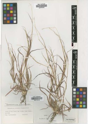 Dichanthium annulatum (Forssk.) Stapf