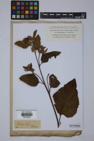 Arctium lappa L.