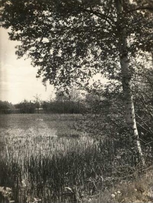 Oberlausitzer Niederung. Verlandender Teich
