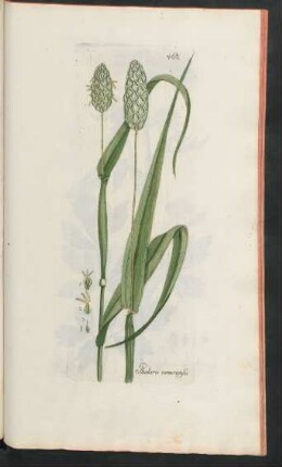 462. Phalaris canariensis
