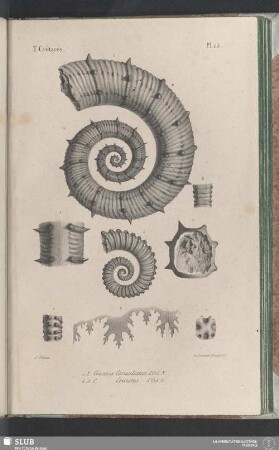 Pl. 115