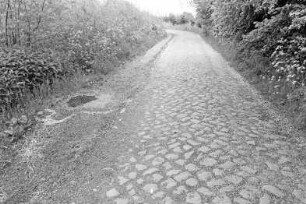 Mollhagen: Viehkatenstraße nach Sprenge: mit Pflasterung, links Sommerweg: beiderseits Büsche, Bäume, Wildblumen