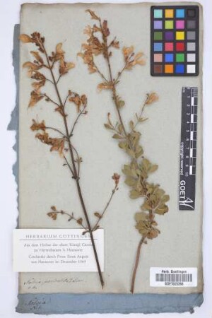 Salvia paniculata Linn.