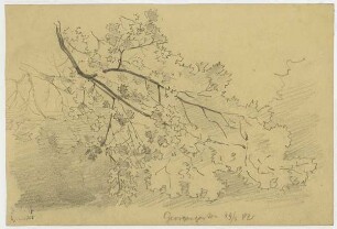 Baum aus dem Georgengarten zu Hannover, Zweig