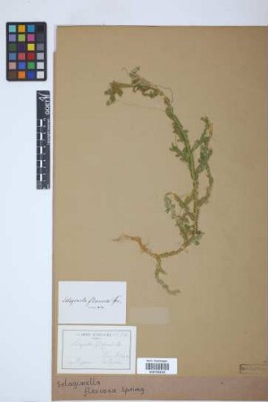Selaginella flexuosa Spring