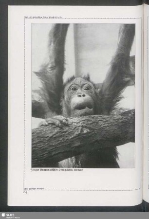 Junger Sumatranischer Orang-Utan, turnend