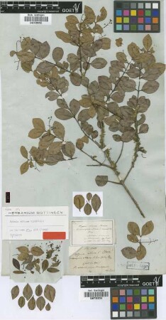 Aulomyrcia obtusa (Schauer) O.Berg var. tenuifolia O.Berg[type]