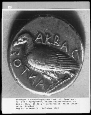 Silber-Tetradrachmon, 17,32 g, Vorderseite: Adler (Rückseite: Krabbe)