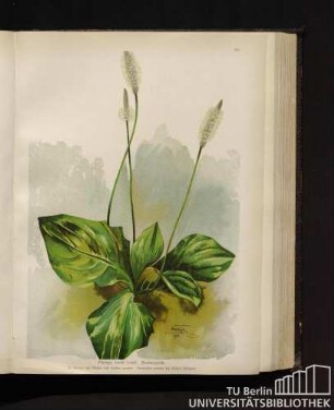 Plantago media Linné. Breitwegerich.
