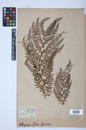 Athyrium filix-femina (L.) Roth