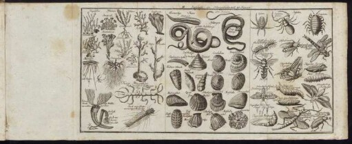 III. Kupfertafel der Naturgeschichte.