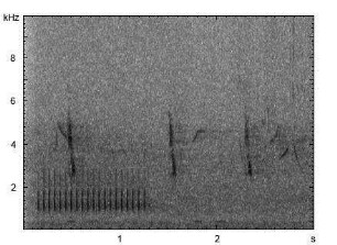 Kleinspecht | Dendrocopos minor - Trommeln