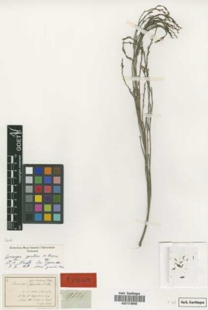 Exocarpus sparteus R.Br. fo. Miq. gracilis[isotype]