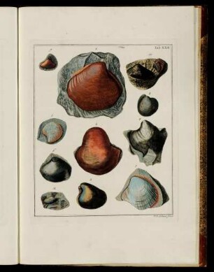 Tab. XXII. [Beschreibung und Abbildung.]