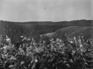 Bergwald : Blick auf dichten Baumbestand an Berghängen
