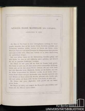 Azalea Dame Mathilde.