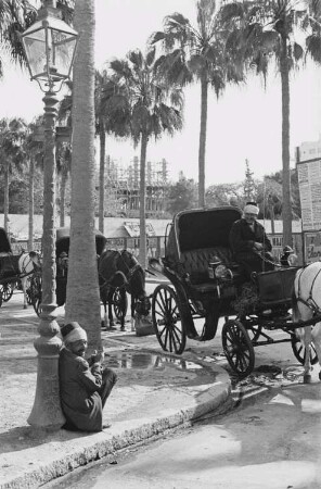 Reisefotos. Palmenallee (vielleicht in Ägypten). Ansicht mit Pferdekutschen