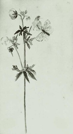 Gallus Luckius, Blumenbuch: Wiesenstorchenschnabel - Geranius pratense L.