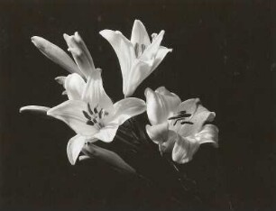 Madonnen-Lilie (Lilium candidum). Blüten