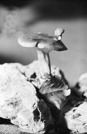 Pilz-Kuriosität.
