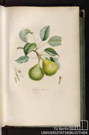 Pl. XLV. Epine d'été.