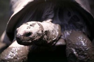 Seychellen. Riesenschildkröte