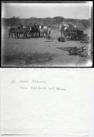 Offiziere der Schutztruppe für Deutsch-Südwestafrika mit Eselskarre mit Pferden