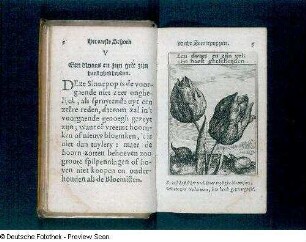 Doppelseite 5 (mit Tulipa-Darstellung)