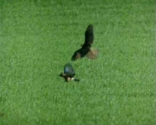 Accipiter nisus (Accipitridae) - Flug und Beuteerwerb