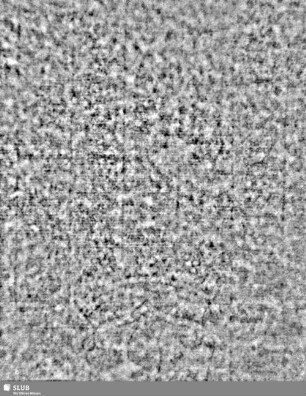 Lilienschild + IESV / LW = S.7/8