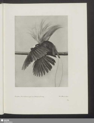 Großer Paradiesvogel in Balzstellung