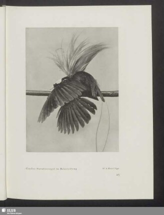 Großer Paradiesvogel in Balzstellung