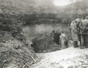Zittauer Becken. Tongrube Hartau. Geologen am Zypressenstock