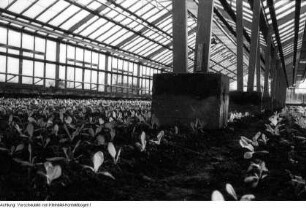 Dresden, Kaditz. Gärtnerische Produktionsgenossenschaft (GPG) Gartenbau Kaditz, Arbeit in den Gewächshäusern, 1959