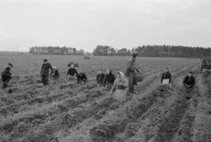 Kartoffellese in Spohla : Běrnjace žně we Spalach : Spohla / Spale