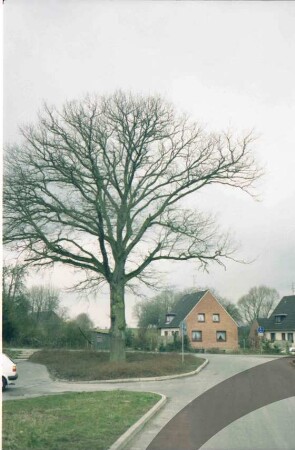 Stubbendorf: neben Bundesstraße 75: Friedenseiche