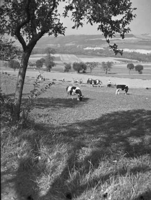 Cotta, Kühe auf der Weide : Cotta. Blick von Osthang des Cottaer Spitzberges auf das Gottleubatal mit dem Stadtteil Pirna-Rottwenndorf