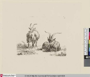 [Stehende Ziege hinten gesehen und liegende Ziege von vorn; The Set of the Goats, 3; Deux chèvres [...]]