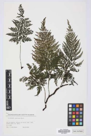Trichomanes speciosum Willd.