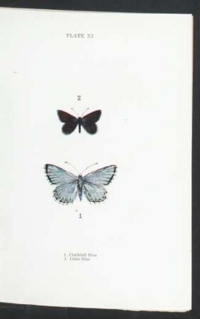 Plate XI