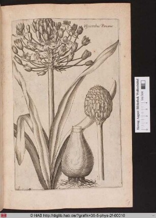 Hyacinthus Peruanus.