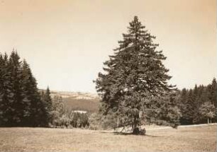 Sächsische Schweiz-Osterzgebirge. Alte Fichte an der Strasse Börnchen-Bärenstein