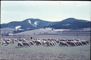 Schafherde im Dreisamtal