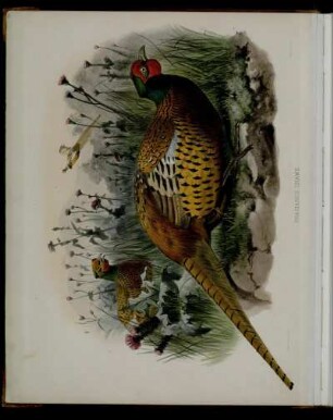 [Plate I.] Phasianus Shawii