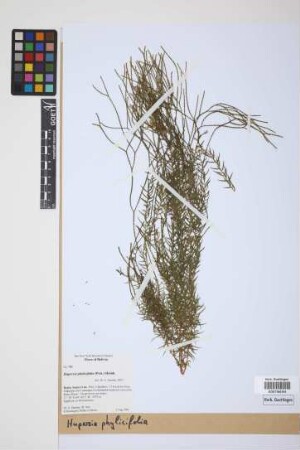 Phlegmariurus phylicifolius (Desv. ex Poir.) B. &Oslash;llg.