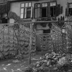Wohnhaus in Kotscherinowo. Geerntete Tabakblätter und Gemüse werden getrocknet