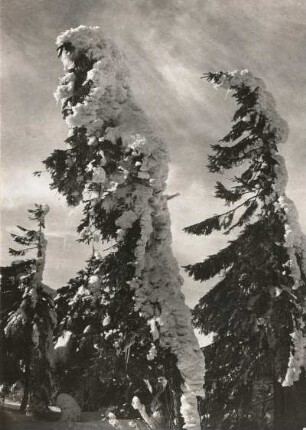 Fichtelberg. Wetterfichten mit Anraum