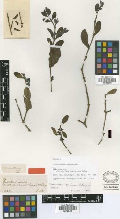 Phoradendron argentinum Urb. [syntype]