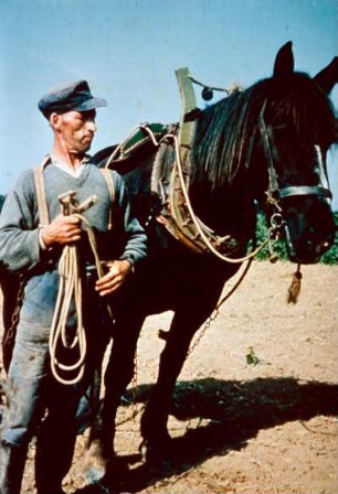 Pferd mit Kummet