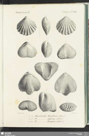 Pl. 498